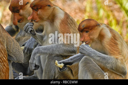 Gruppo di elemento a proboscide maschio (a becco lungo) scimmie mangiare, Sabah (Borneo), Malaysia Foto Stock