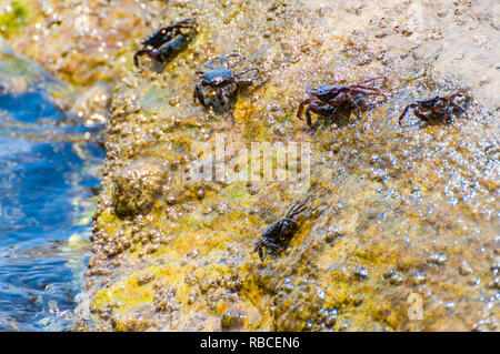 I granchi di mare seduti su roccia gialla pietra circondato dal mare egeo acque pieno di vibrante vita sottomarina, alghe, coralli, minerali e vivente o Foto Stock