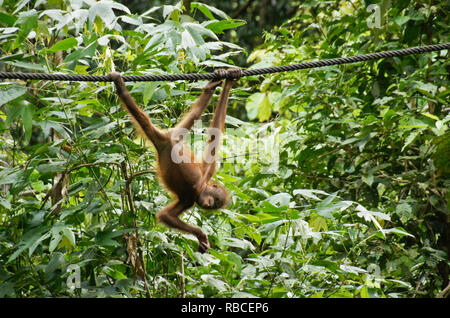 Giovani Bornean orangutan sospesi dal cavo nella foresta a Sepilok Orang Utan Centro di riabilitazione, Sandakan, Sabah (Borneo), Malaysia Foto Stock