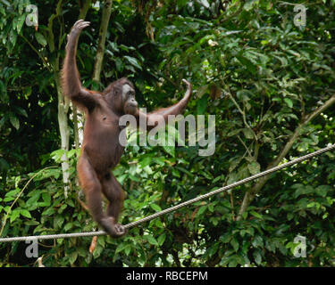 Bornean orangutan camminando sul cavo nella foresta a Sepilok Orang Utan Centro di riabilitazione, Sandakan, Sabah (Borneo), Malaysia Foto Stock