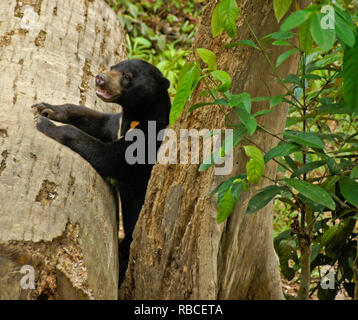 Sun: la malese bear arrampicata su albero a Bornean Sun Bear Conservation Centre, Sandakan, Sabah (Borneo), Malaysia Foto Stock