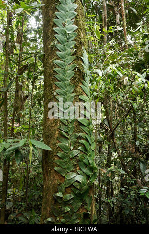 La vegetazione tropicale nella foresta di pianura, Sarawak (Borneo), Malaysia Foto Stock