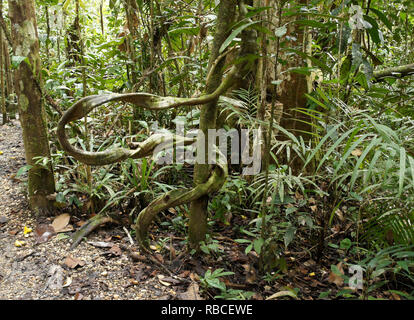 La vegetazione tropicale nella foresta di pianura, Sarawak (Borneo), Malaysia Foto Stock