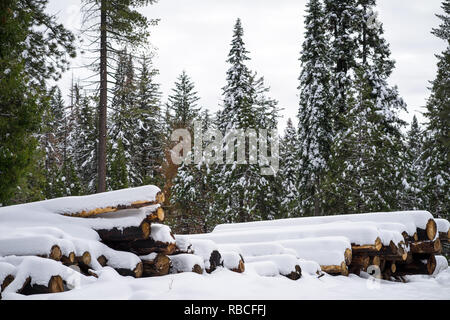 Dicembre Snowstorm blanketing alberi abbattuti in Sierra Nevada Forest Foto Stock