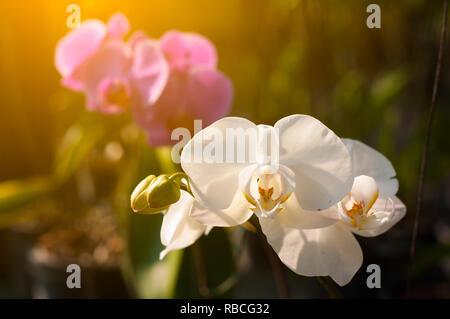 Close up white Moth orchid garden con la luce del sole di mattina, sfondo Phalaenopsis Foto Stock