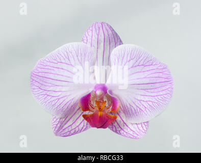 Chiudere fino bianco rosa Moth orchid vista frontale bloom su sfondo grigio, Phalaenopsis Foto Stock