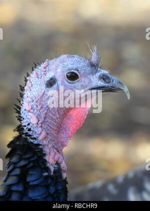 La Turchia domestici, Meleagris gallopavo, della gara 'Spanish nero' o 'Norfolk nero' Foto Stock