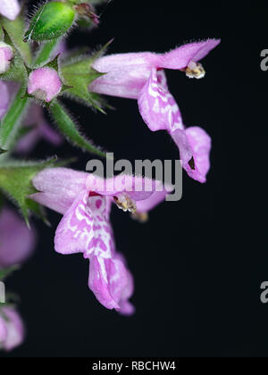 Stachys palustris, noto come marsh woundwort, marsh hedgenettle, hedge-ortica Foto Stock