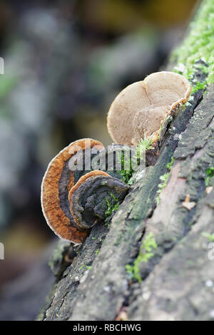 Staffa di salice fungo, Phellinopsis conchata Foto Stock