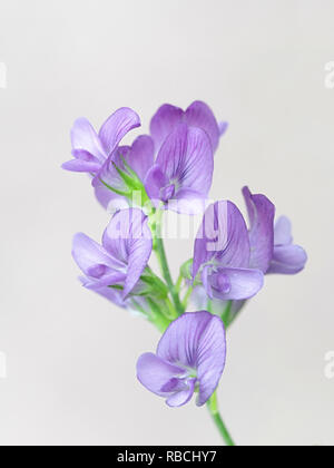Erba medica, chiamato anche lucerna, Medicago sativa, un fiore commestibile crescente selvatici in Finlandia Foto Stock