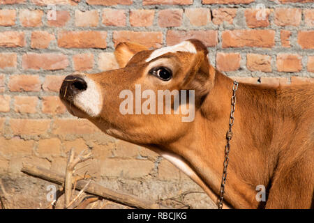 Jersey mucca faccia vista laterale della testata, mucca guardando in alto, mucca marrone Foto Stock