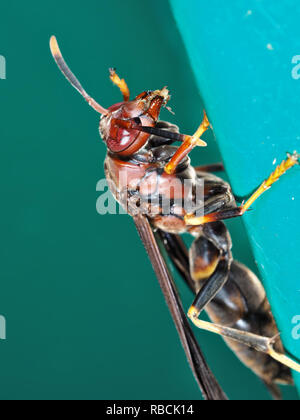 Paper wasp Polistes annularis in Texas, Stati Uniti d'America Foto Stock