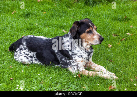 Razza ceca Bohemian Spotted Dog giacente su erba in giardino Foto Stock