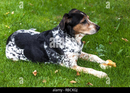 Razza ceca Bohemian Spotted Dog giacente su erba in giardino Foto Stock