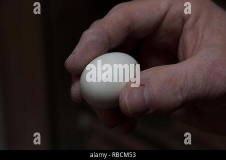 Un piccione allevatore tenendo quasi un uovo tratteggiata Foto Stock