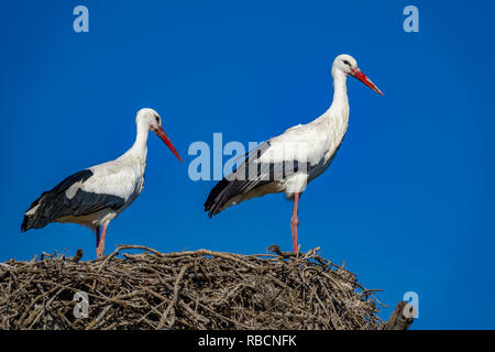 Cicogne sulla parte superiore del nido contro il cielo blu Foto Stock