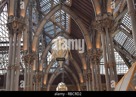 Lo scheletro appeso nel museo di storia naturale a Oxford Foto Stock