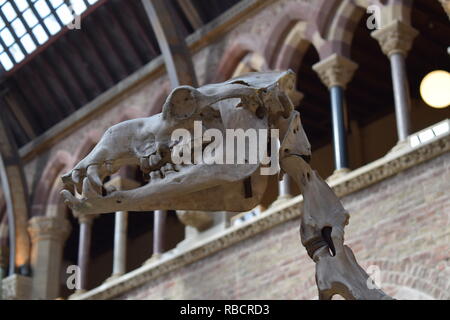 Testa di uno scheletro nel museo di storia naturale a Oxford Foto Stock