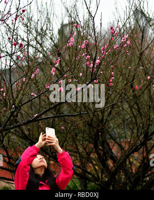 Fuzhou, la Cina della provincia del Fujian. Il 9 gennaio, 2019. Un turista prende le foto di fiori di susina presso il tempio Linyang a Fuzhou, capitale del sud-est della Cina di provincia del Fujian, Gen 9, 2019. Credito: Wei Peiquan/Xinhua/Alamy Live News Foto Stock