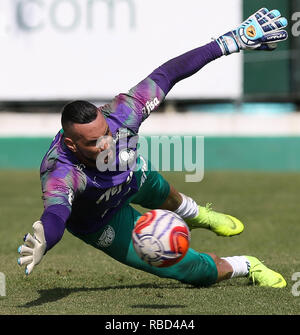 SÃO PAULO, SP - 09.01.2019: TREINO DO PALMEIRAS - Allione ...