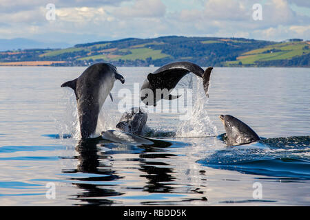 INVERNESS, SCOTLAND: Tursiope violazione l'acqua a Chanonry Point vicino a Inverness, Scotland. Tre divertimento-amoroso delfini mettere su un impressionante display per a curiosi come hanno violato e capovolto attraverso le acque di Chanonry Point nei pressi di Inverness. Il tursiope compreso il miele, un giovane undici anni mamma e due ragazzi può anche essere visto nuotare in perfetto unisono, apparendo a gara ogni altro attraverso l'acqua nelle Highlands della Scozia. WDC / Charlie Phillips / mediadrumworld.com Foto Stock