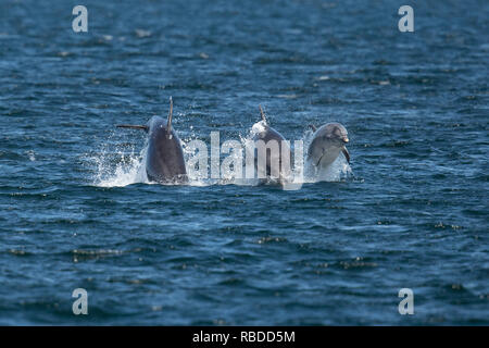 INVERNESS, SCOTLAND: Tre delfini tursiopi gara attraverso le acque al punto Chanonry vicino a Inverness, Scotland. Tre divertimento-amoroso delfini mettere su un impressionante display per a curiosi come hanno violato e capovolto attraverso le acque di Chanonry Point nei pressi di Inverness. Il tursiope compreso il miele, un giovane undici anni mamma e due ragazzi può anche essere visto nuotare in perfetto unisono, apparendo a gara ogni altro attraverso l'acqua nelle Highlands della Scozia. WDC / Charlie Phillips / mediadrumworld.com Foto Stock