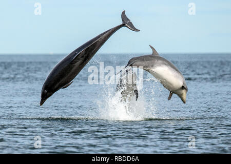 INVERNESS, SCOTLAND: Tre delfini tursiopi violazione l'acqua a Chanonry Point vicino a Inverness, Scotland. Tre divertimento-amoroso delfini mettere su un impressionante display per a curiosi come hanno violato e capovolto attraverso le acque di Chanonry Point nei pressi di Inverness. Il tursiope compreso il miele, un giovane undici anni mamma e due ragazzi può anche essere visto nuotare in perfetto unisono, apparendo a gara ogni altro attraverso l'acqua nelle Highlands della Scozia. WDC / Charlie Phillips / mediadrumworld.com Foto Stock