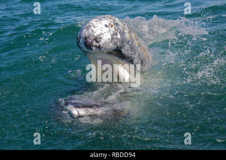 Storditi e felici i turisti possono essere visto arrivando ad un contatto vicino e personale con enorme 50ft californiano lungo le balene grigie al largo delle coste del Messico. Incredibile di uccelli-eye filmato mostra una piccola barca da pesca si avvicina delicatamente due balene, che potrebbe vincere un premio per essere il più cordiale del pianeta, prima di arrivare abbastanza vicino per quelli a bordo per il pet e il tratto gli animali. Il video è stato preso a San Ignacio Laguna, situato nel comune di Mulegé dello stato messicano di Baja California Sur del premiato vita marina fotografo, regista, ricercatore di balena e conservazionista Jeff Pantukhoff, Foto Stock