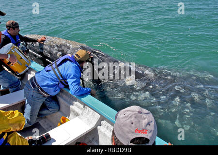 Storditi e felici i turisti possono essere visto arrivando ad un contatto vicino e personale con enorme 50ft californiano lungo le balene grigie al largo delle coste del Messico. Incredibile di uccelli-eye filmato mostra una piccola barca da pesca si avvicina delicatamente due balene, che potrebbe vincere un premio per essere il più cordiale del pianeta, prima di arrivare abbastanza vicino per quelli a bordo per il pet e il tratto gli animali. Il video è stato preso a San Ignacio Laguna, situato nel comune di Mulegé dello stato messicano di Baja California Sur del premiato vita marina fotografo, regista, ricercatore di balena e conservazionista Jeff Pantukhoff, Foto Stock