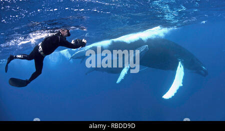 Jeff filmare un humpback. Storditi e felici i turisti possono essere visto arrivando ad un contatto vicino e personale con enorme 50ft californiano lungo le balene grigie al largo delle coste del Messico. Incredibile di uccelli-eye filmato mostra una piccola barca da pesca si avvicina delicatamente due balene, che potrebbe vincere un premio per essere il più cordiale del pianeta, prima di arrivare abbastanza vicino per quelli a bordo per il pet e il tratto gli animali. Il video è stato preso a San Ignacio Laguna, situato nel comune di Mulegé dello stato messicano di Baja California Sur del premiato vita marina fotografo, regista, ricercatore di balena e conserva Foto Stock