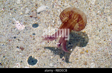 Pelagia noctiluca meduse nel mare di Isola di Gozo, Malta Foto Stock