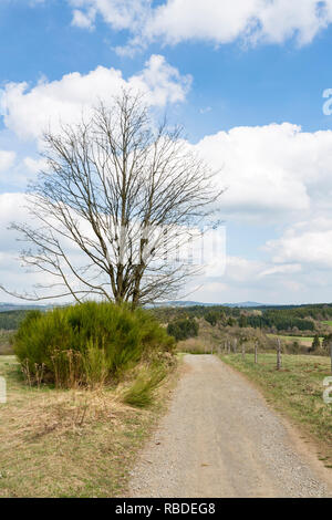 Una strada sterrata con vista sul sud del Eifel sulle colline vicino a Daun, Germania. Foto Stock