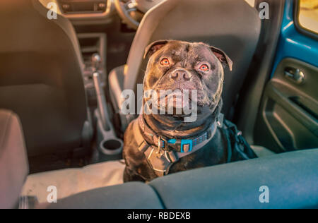 Nero Staffordshire bull terrier cane sul sedile posteriore della vettura fissata in modo sicuro con un cavo e una fascetta di fissaggio agganciato nella fibbia della cintura di sicurezza clip Foto Stock