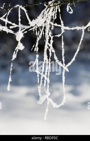 Impianto congelate thread appeso sul filo spinato con neve scintillante sfondo. Visto in Eifel, Germania d'inverno. Foto Stock