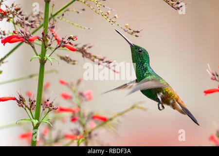 Rame-rumped hummingbird avanzamento sul Antigua fiore di calore Foto Stock