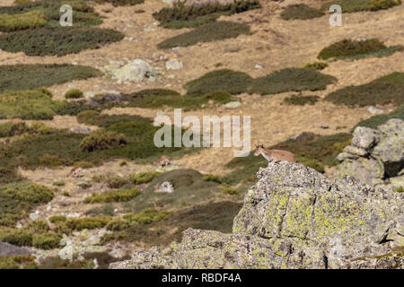 Capre di montagna sopra la roccia nella gamma della montagna di nord di Madrid, Spagna. Foto Stock