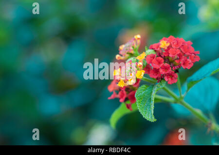 Lantana (disambigua fiore che sboccia. Lantana è un genere di circa 150 specie di perenni Piante fiorite nella famiglia di verbena, Verbenaceae. Foto Stock