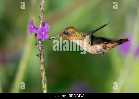 Femmina Coquette Tufted alimentazione su un viola Vervain impianto. Foto Stock