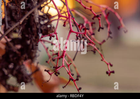 Virginia superriduttore (Parthenocissus quinquefolia) rami con frutti di bosco, il fuoco selettivo, golden ore di illuminazione. Foto Stock