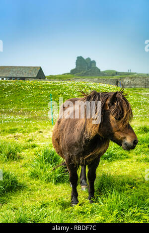 Un pony Shetland al Jarlshof preistorica e norreni insediamento sito archeologico in Shetland Scozia, Regno Unito, Europa. Foto Stock