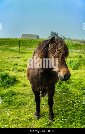 Un pony Shetland al Jarlshof preistorica e norreni insediamento sito archeologico in Shetland Scozia, Regno Unito, Europa. Foto Stock