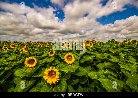Vivace campo di semi di girasole in estate Foto Stock