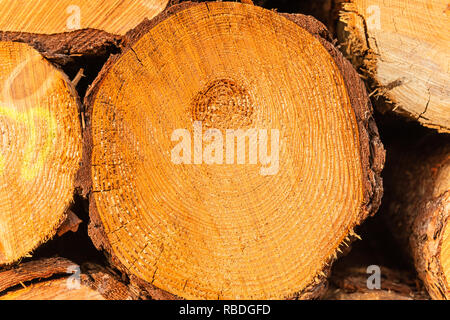 Legname di pile impilate a lato della strada di campagna. Tagliare alberi tronchi di legno accatastate in strada forestale. Ambiente il concetto di selvicoltura. Foto Stock