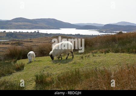 Pecore nel Lough Mask regione in Connemara (Irlanda). Foto Stock