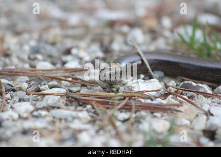 Worm lenta -Anguis fragilis REGNO UNITO Foto Stock