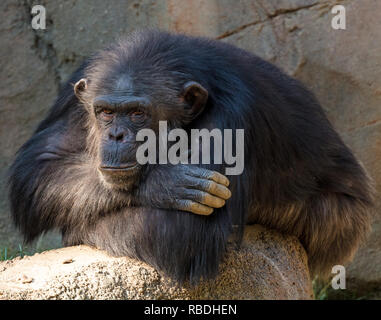 Il pensiero di scimpanzé Foto Stock
