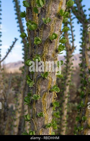 Ocotillo (fouquieria splendens), Joshua Tree National Park, CA, Stati Uniti. Foto Stock