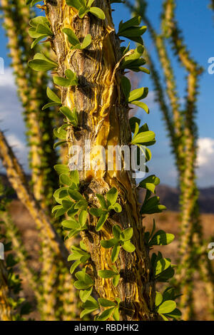 Ocotillo (fouquieria splendens), Joshua Tree National Park, CA, Stati Uniti. Foto Stock