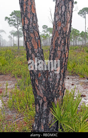 I danni di un incendio su una slash pine in Bald Point State Park in Florida Foto Stock