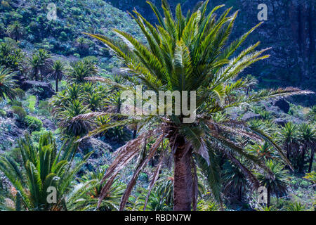 Una foto di una bella e alta palma sullo sfondo di verdi pendii montani Foto Stock